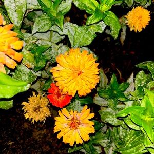 COPY - Show giveaway